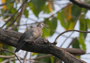 Spotted Dove Wachirabenchathat Park(Suan Rot Fai) Wed, 4/3/2024