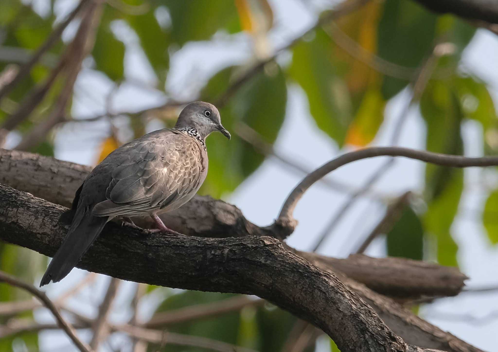 Spotted Dove