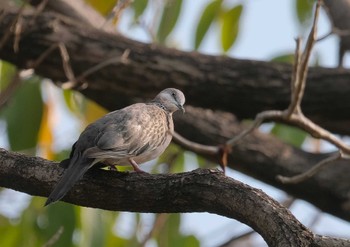 Spotted Dove Wachirabenchathat Park(Suan Rot Fai) Wed, 4/3/2024