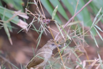 Ayeyarwady Bulbul Wachirabenchathat Park(Suan Rot Fai) Wed, 4/3/2024