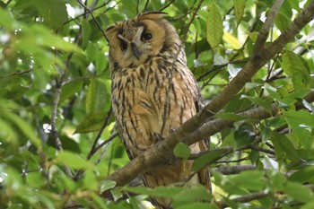 Long-eared Owl Watarase Yusuichi (Wetland) Mon, 4/1/2024