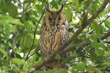 Long-eared Owl Watarase Yusuichi (Wetland) Mon, 4/1/2024