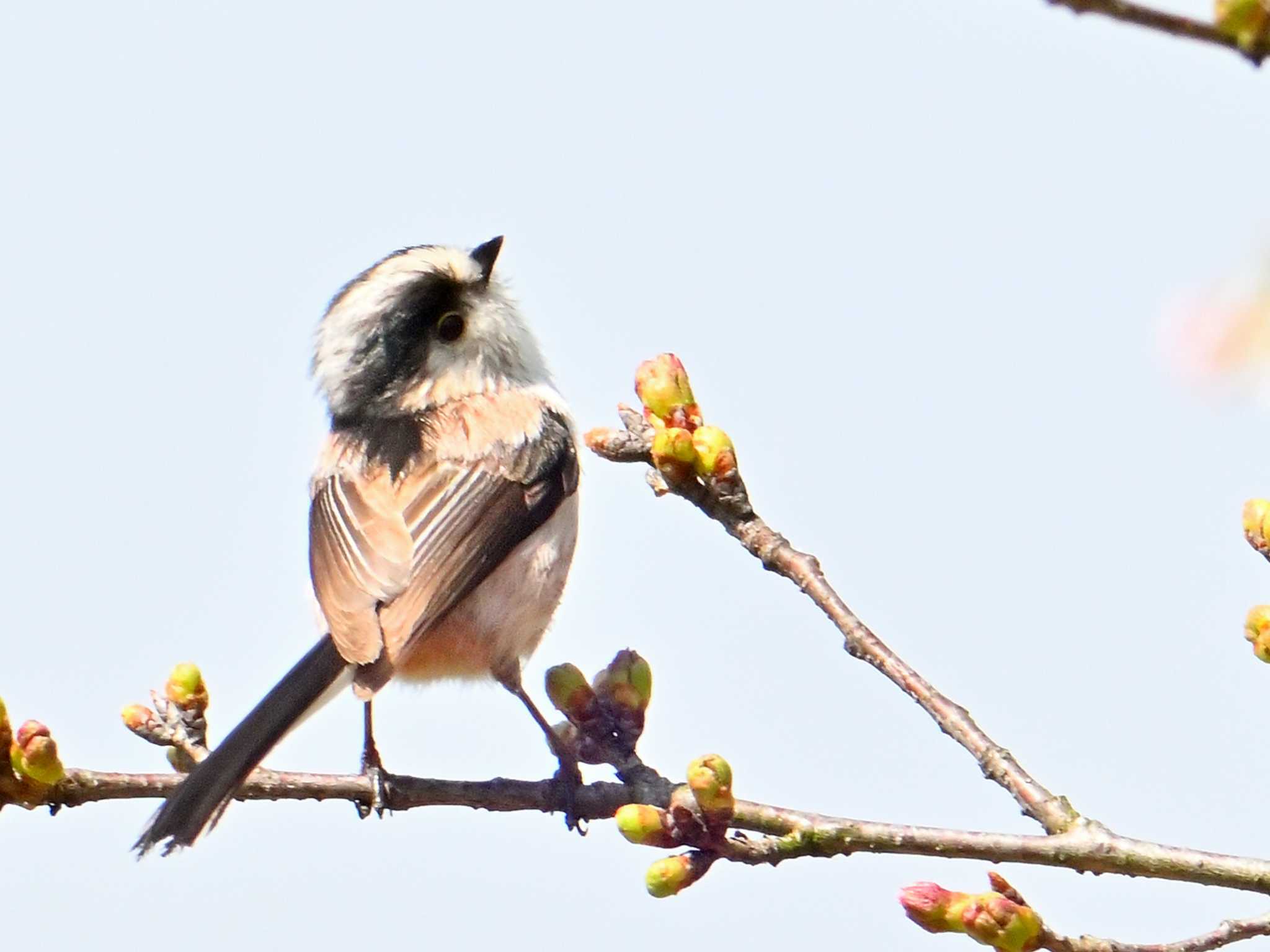 Long-tailed Tit