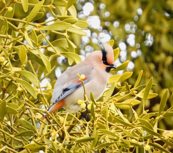 Japanese Waxwing Unknown Spots Sat, 2/17/2024