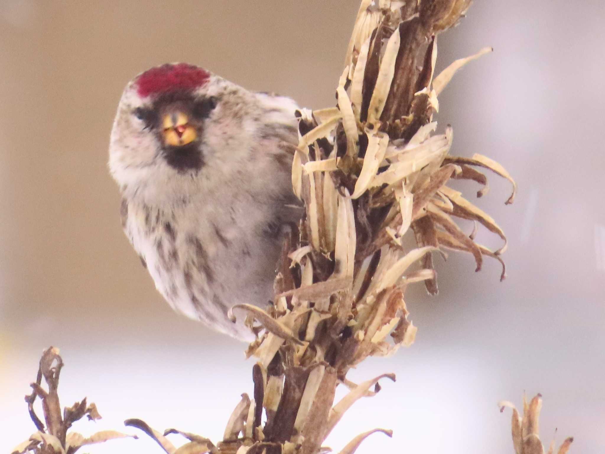 Photo of Common Redpoll at Makomanai Park by ゆ