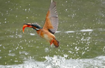 Common Kingfisher 千里南公園 Thu, 4/4/2024