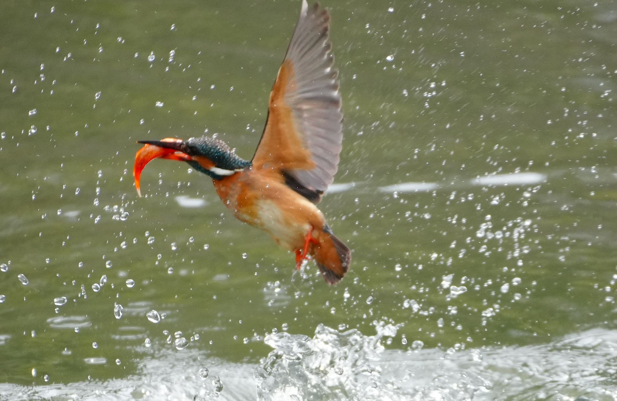 Photo of Common Kingfisher at 千里南公園 by アルキュオン