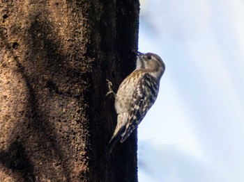 Japanese Pygmy Woodpecker 洞峰公園 Sun, 3/31/2024