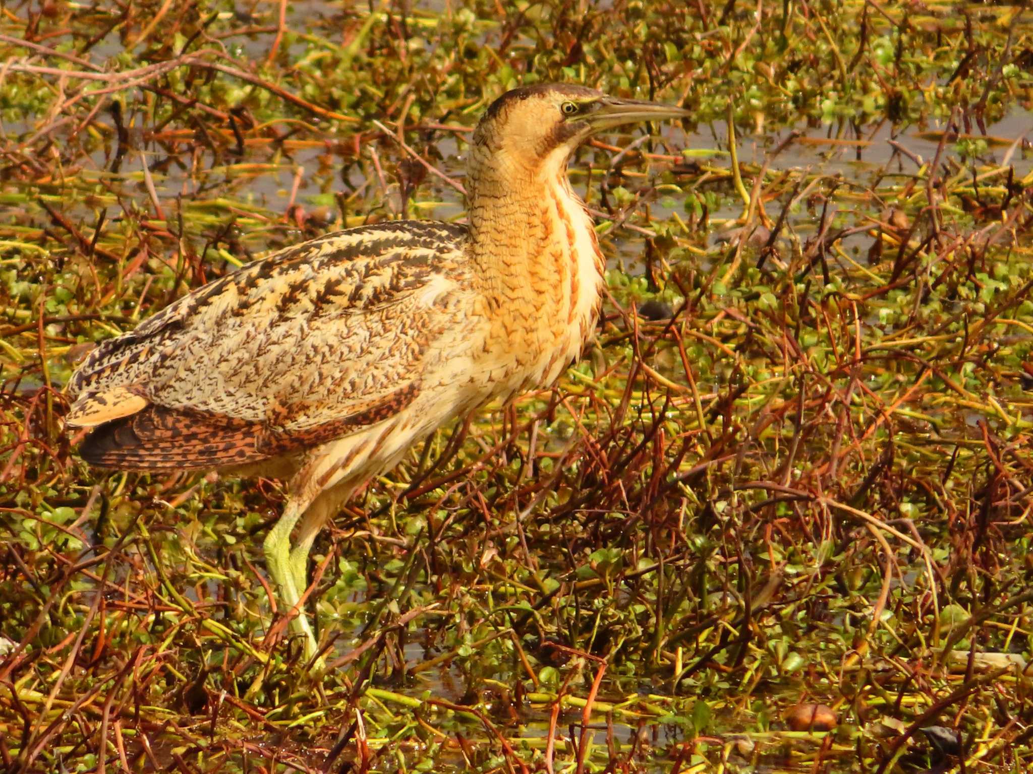 Eurasian Bittern