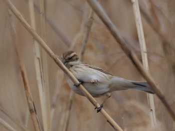 Common Reed Bunting 多摩川 Thu, 3/28/2024