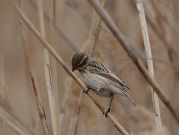 Common Reed Bunting 多摩川 Thu, 3/28/2024