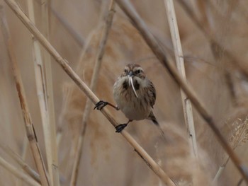 Common Reed Bunting 多摩川 Thu, 3/28/2024