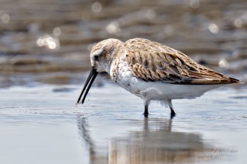 ハマシギ ふなばし三番瀬海浜公園 2024年3月30日(土)