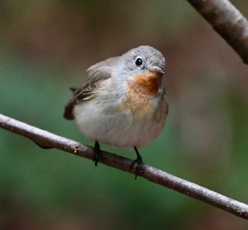 Red-breasted Flycatcher 常滑 Sat, 2/17/2024