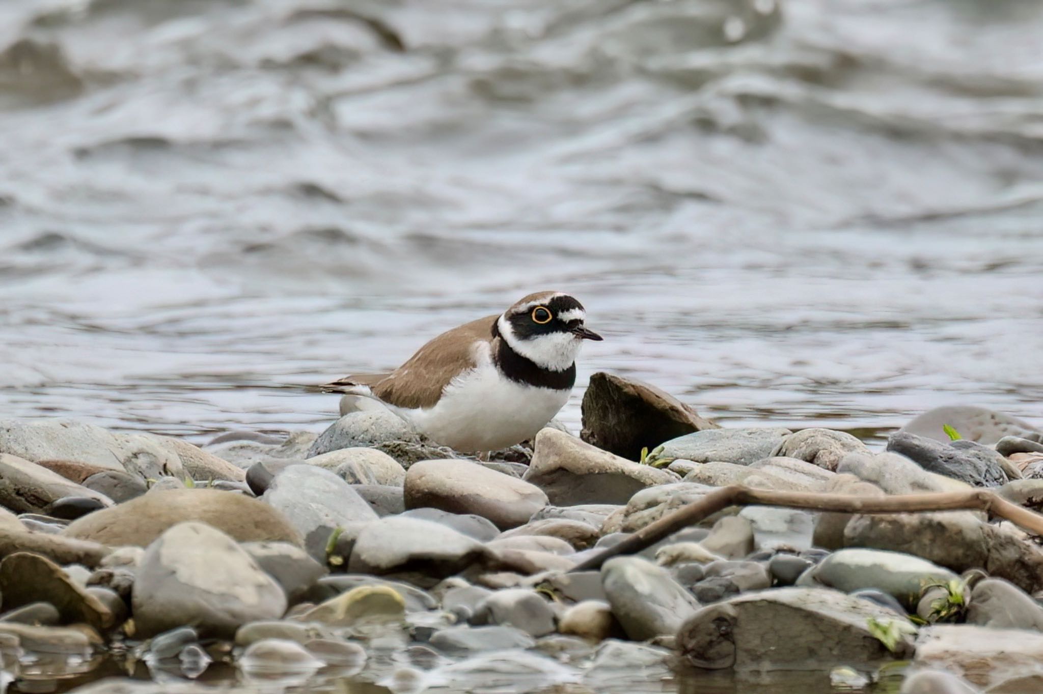 Photo of Little Ringed Plover at 多摩川二ヶ領宿河原堰 by Naosuke