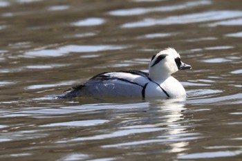 Smew Akashi Park Sun, 3/3/2024