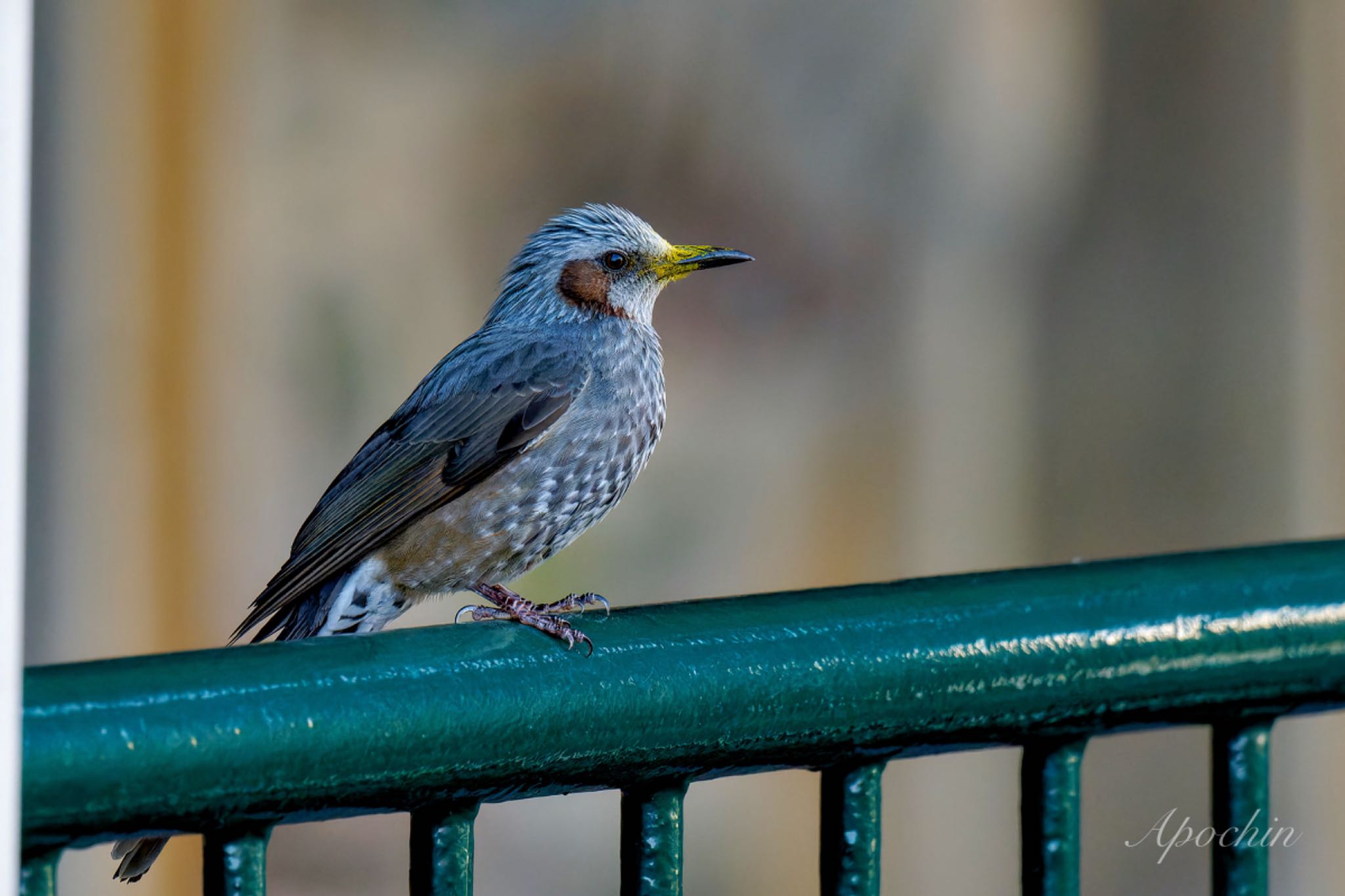 Brown-eared Bulbul