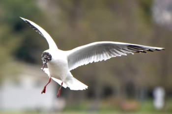 ユリカモメ 水元公園 2024年4月4日(木)