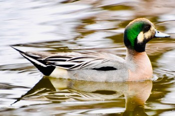 American Wigeon Mizumoto Park Thu, 4/4/2024