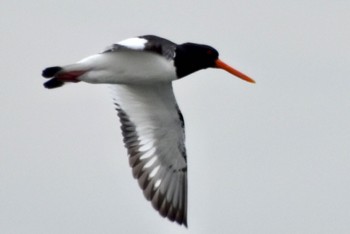 Eurasian Oystercatcher Kasai Rinkai Park Thu, 4/4/2024