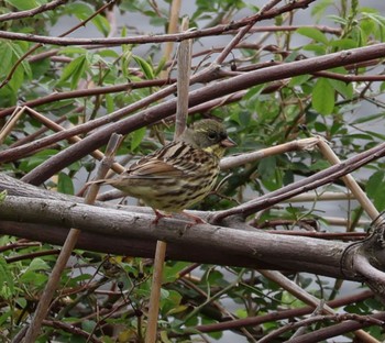 Masked Bunting 門池公園(沼津市) Fri, 4/5/2024