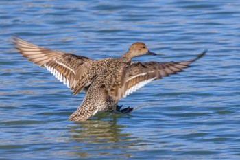 Northern Pintail 皿池(明石市大久保町) Sun, 3/3/2024