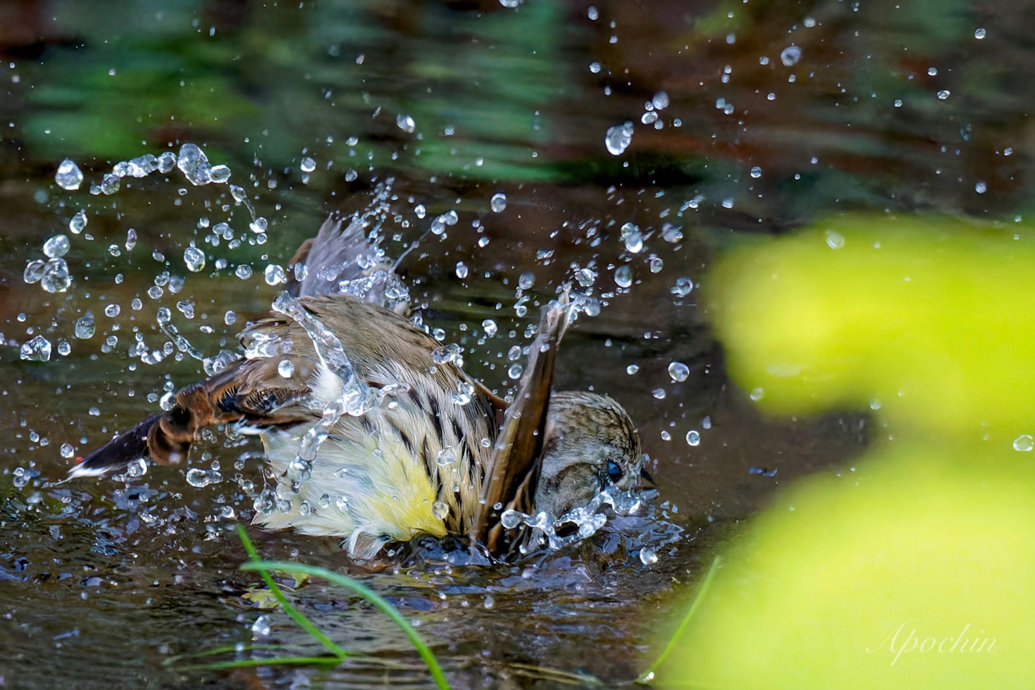 Masked Bunting