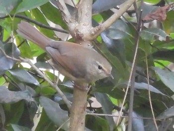 Japanese Bush Warbler Kyoto Gyoen Fri, 4/5/2024