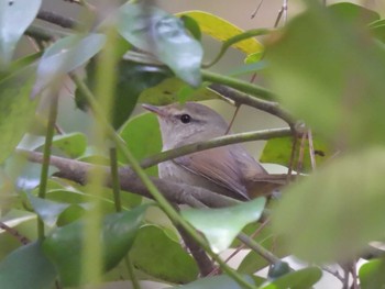 Japanese Bush Warbler Kyoto Gyoen Fri, 4/5/2024