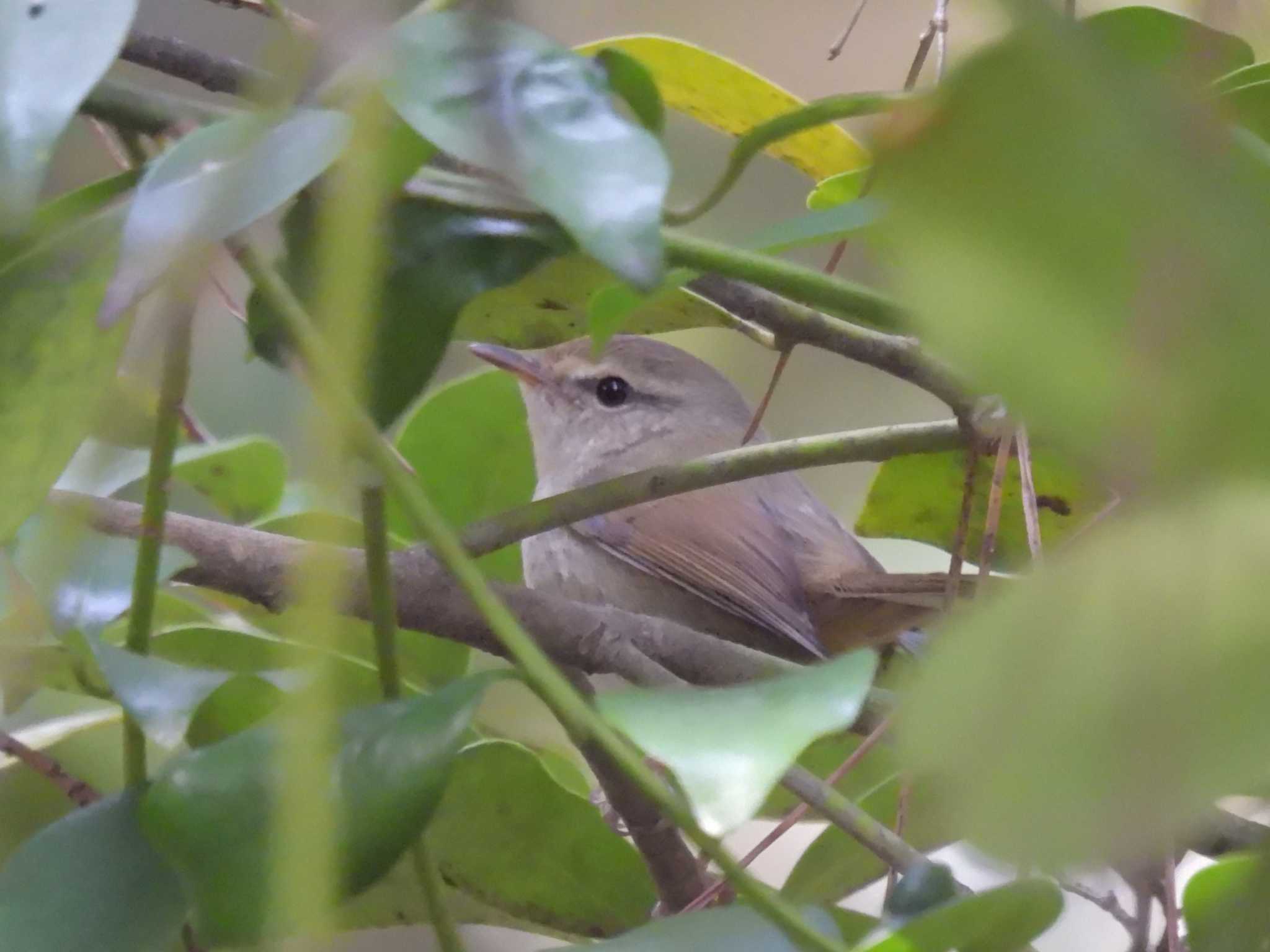 Photo of Japanese Bush Warbler at Kyoto Gyoen by ゆりかもめ