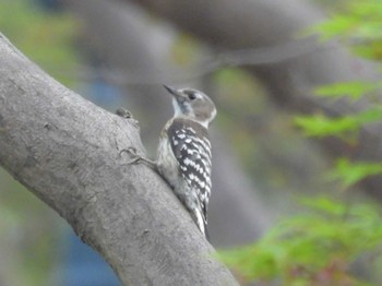 Japanese Pygmy Woodpecker Kyoto Gyoen Fri, 4/5/2024