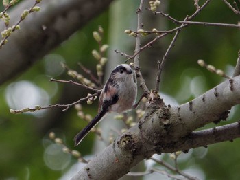 Long-tailed Tit 横浜市立金沢自然公園 Thu, 4/4/2024