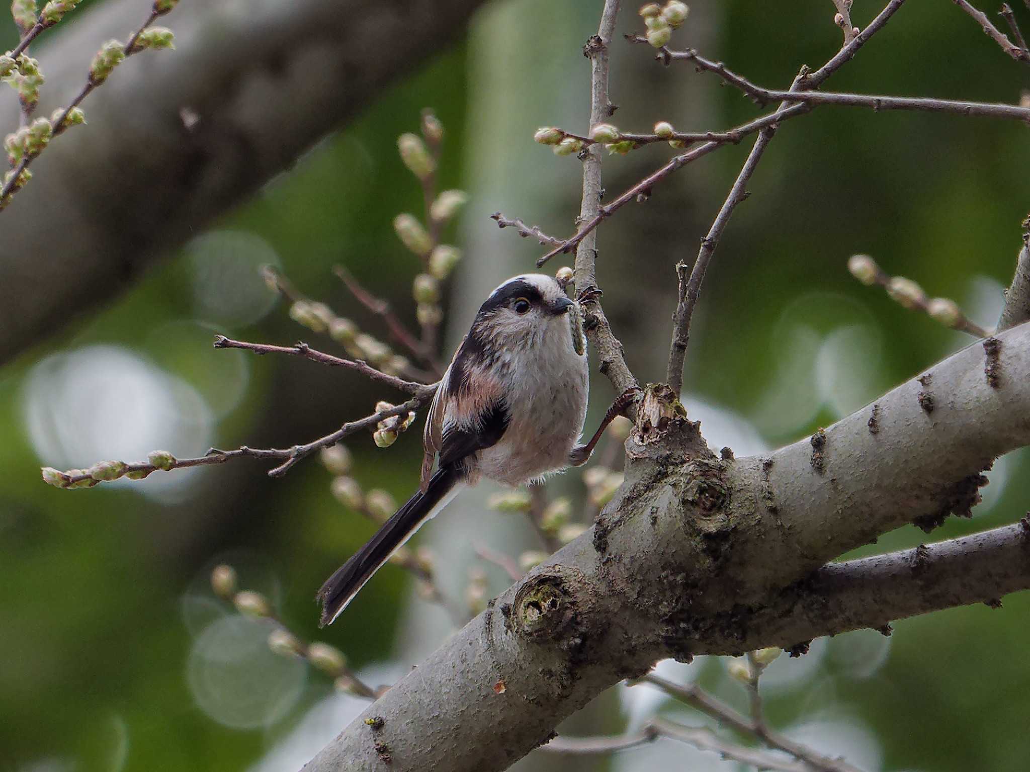 Photo of Long-tailed Tit at 横浜市立金沢自然公園 by しおまつ