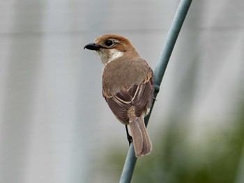 Bull-headed Shrike 横浜市立金沢自然公園 Thu, 4/4/2024