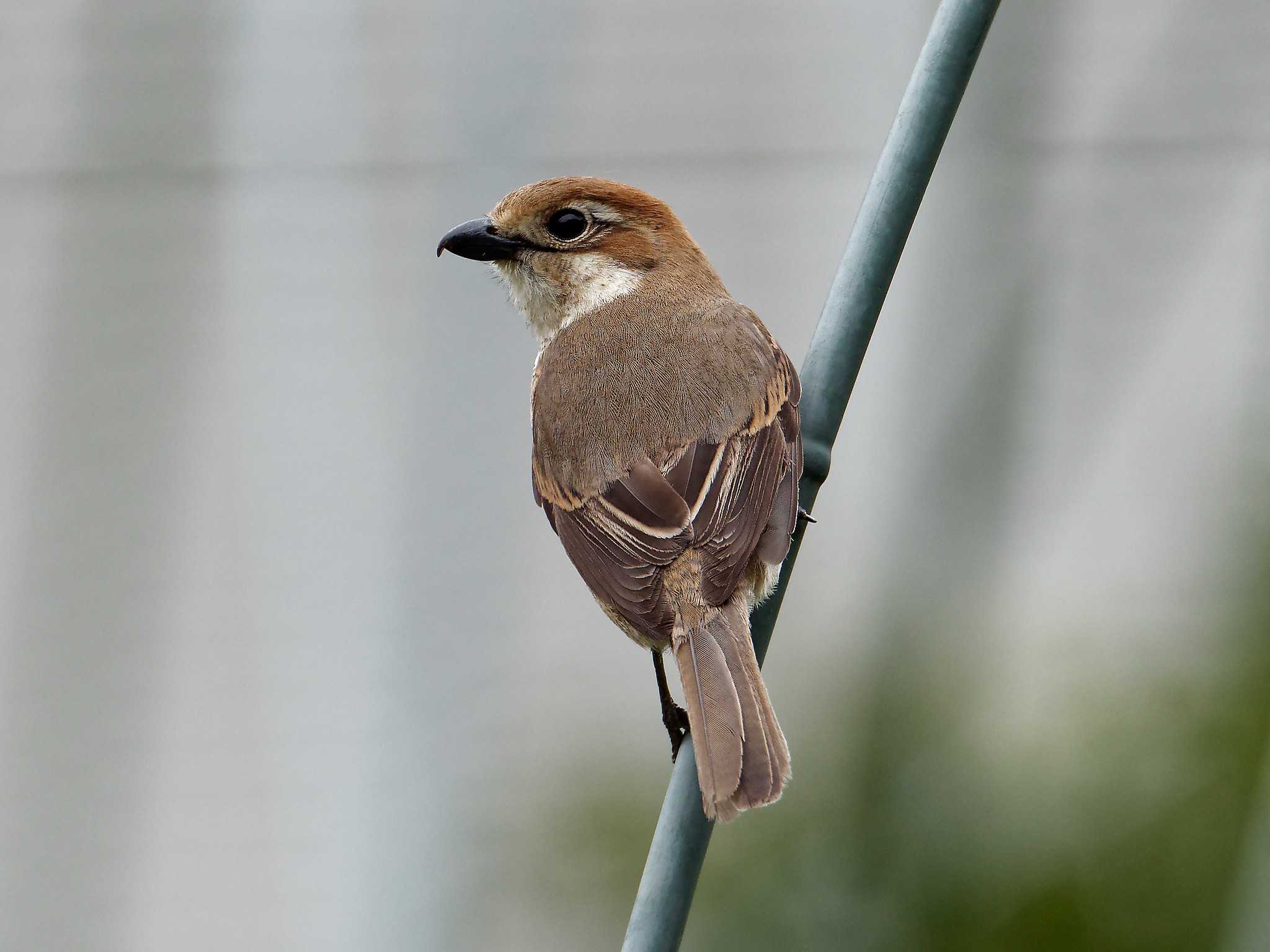 Photo of Bull-headed Shrike at 横浜市立金沢自然公園 by しおまつ