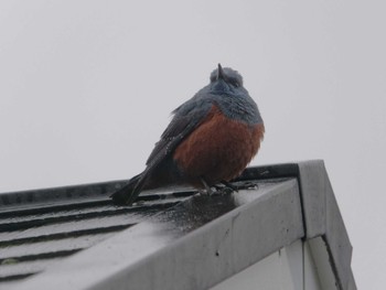 Blue Rock Thrush 町内会館の屋根 Fri, 4/5/2024