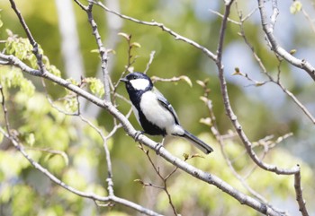 Japanese Tit 和歌山市 Mon, 4/1/2024