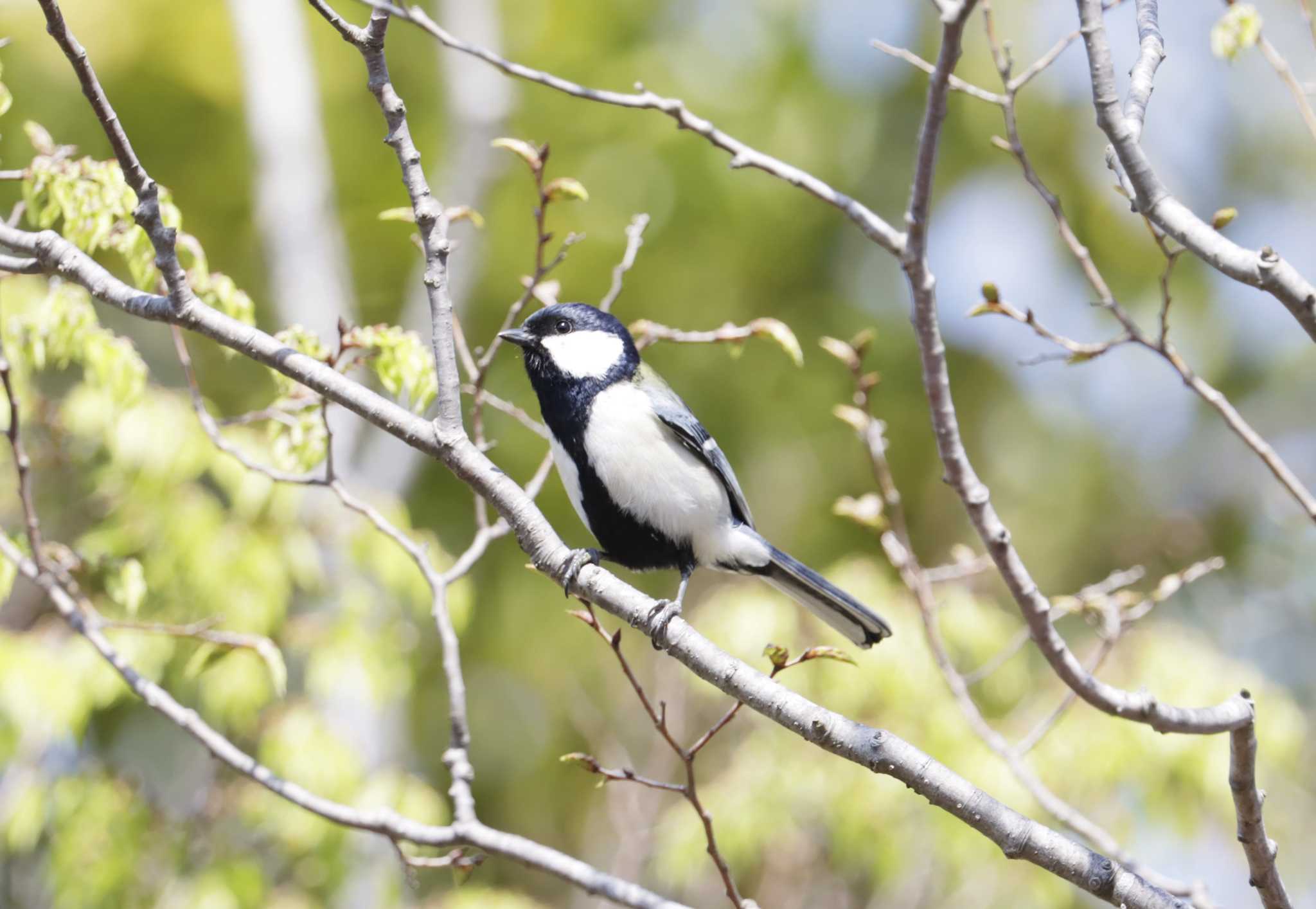 Photo of Japanese Tit at 和歌山市 by Nozomu 