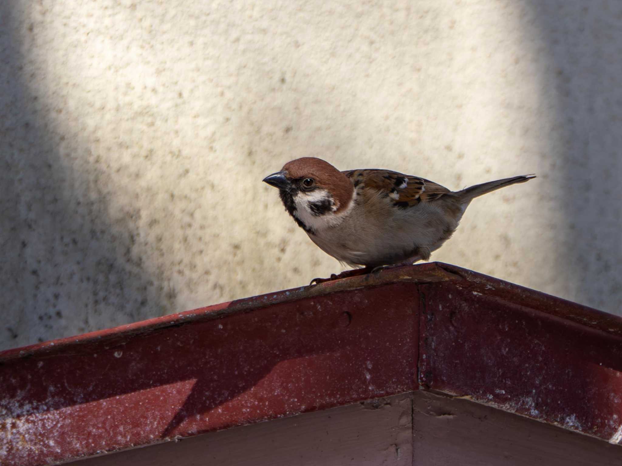 Photo of Eurasian Tree Sparrow at 北海道大学 by くまおコーヒー