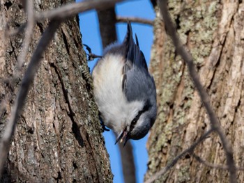 Eurasian Nuthatch 北海道大学 Fri, 4/5/2024