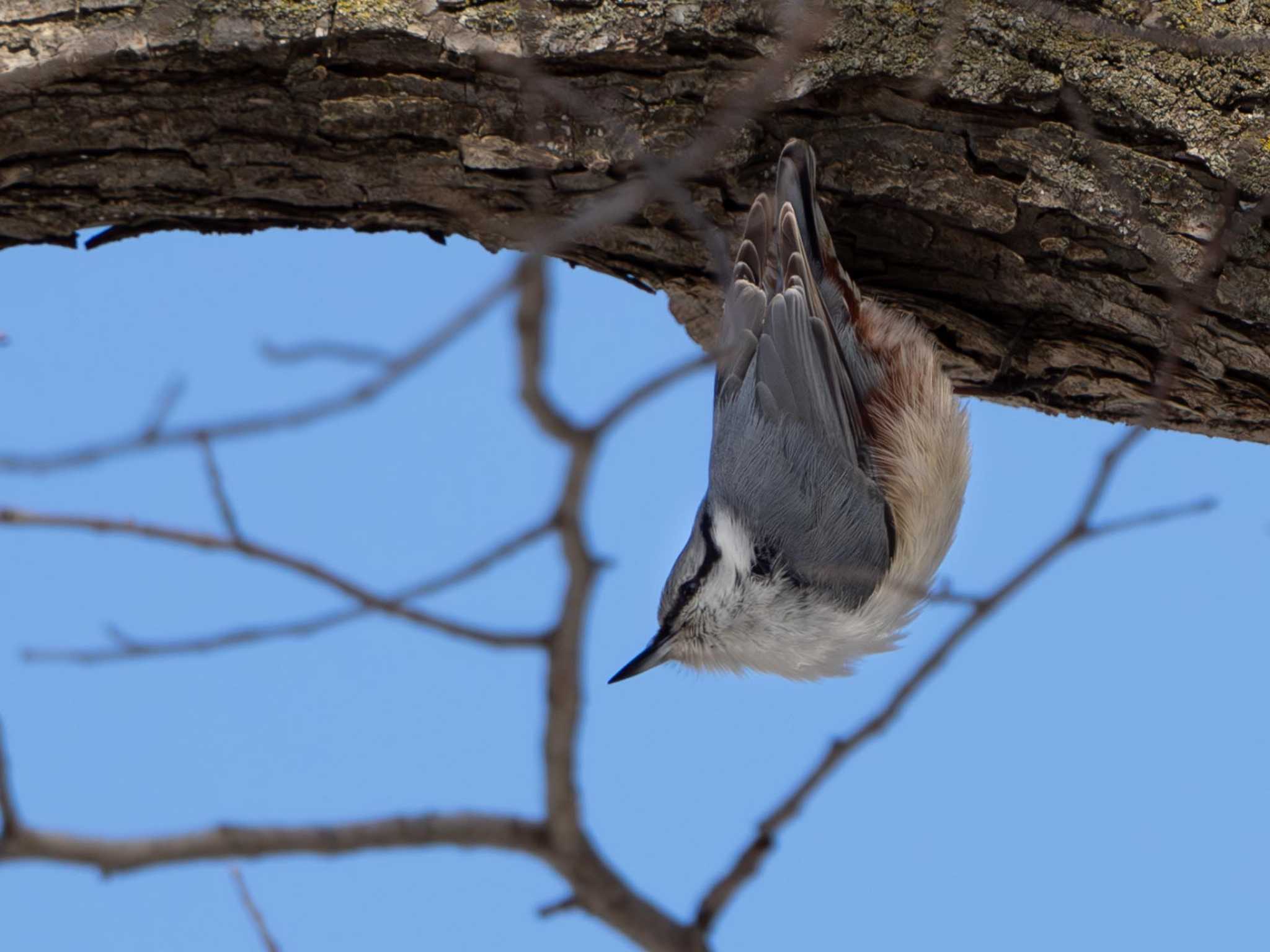 Photo of Eurasian Nuthatch at 北海道大学 by くまおコーヒー