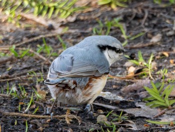 Eurasian Nuthatch 北海道大学 Fri, 4/5/2024