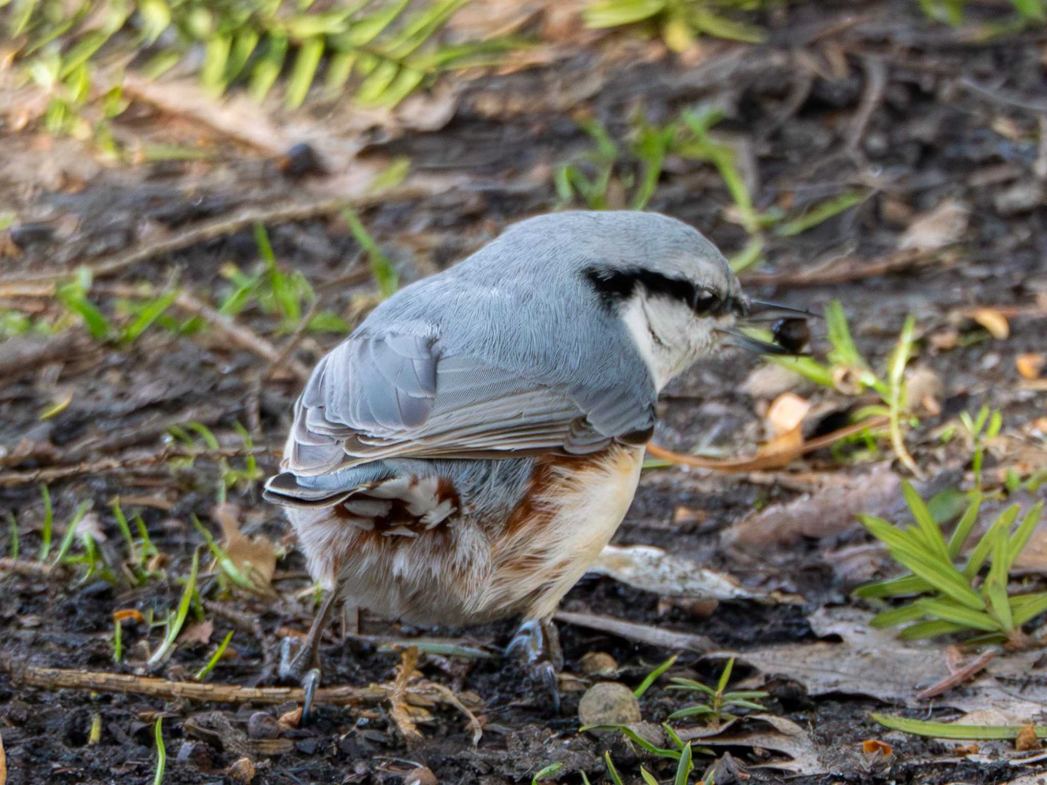 Photo of Eurasian Nuthatch at 北海道大学 by くまおコーヒー