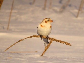 Snow Bunting 鵡川河口 Sun, 1/28/2024