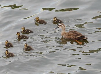 Eastern Spot-billed Duck 昭和島 Sun, 6/13/2021