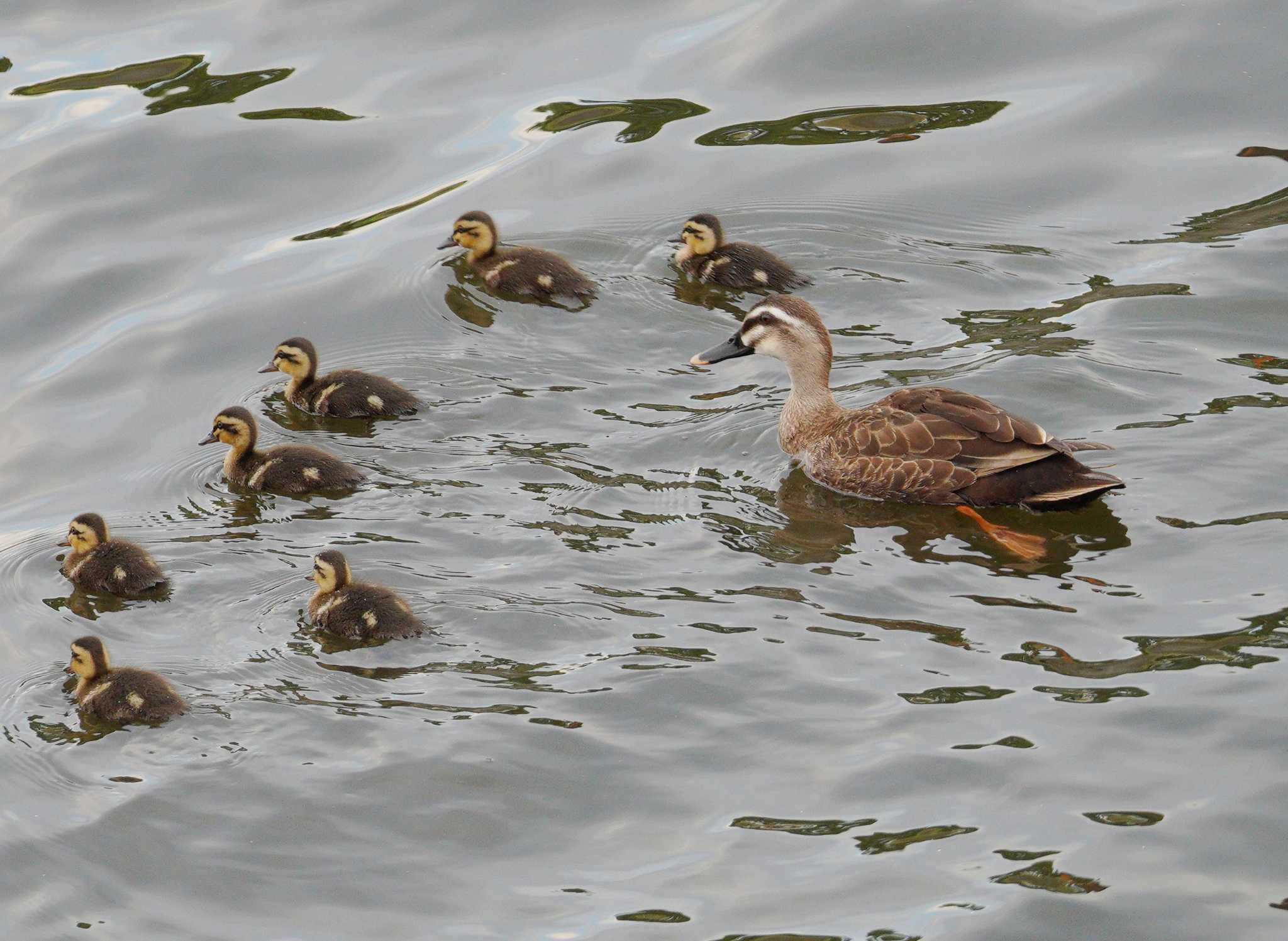 Photo of Eastern Spot-billed Duck at 昭和島 by na san