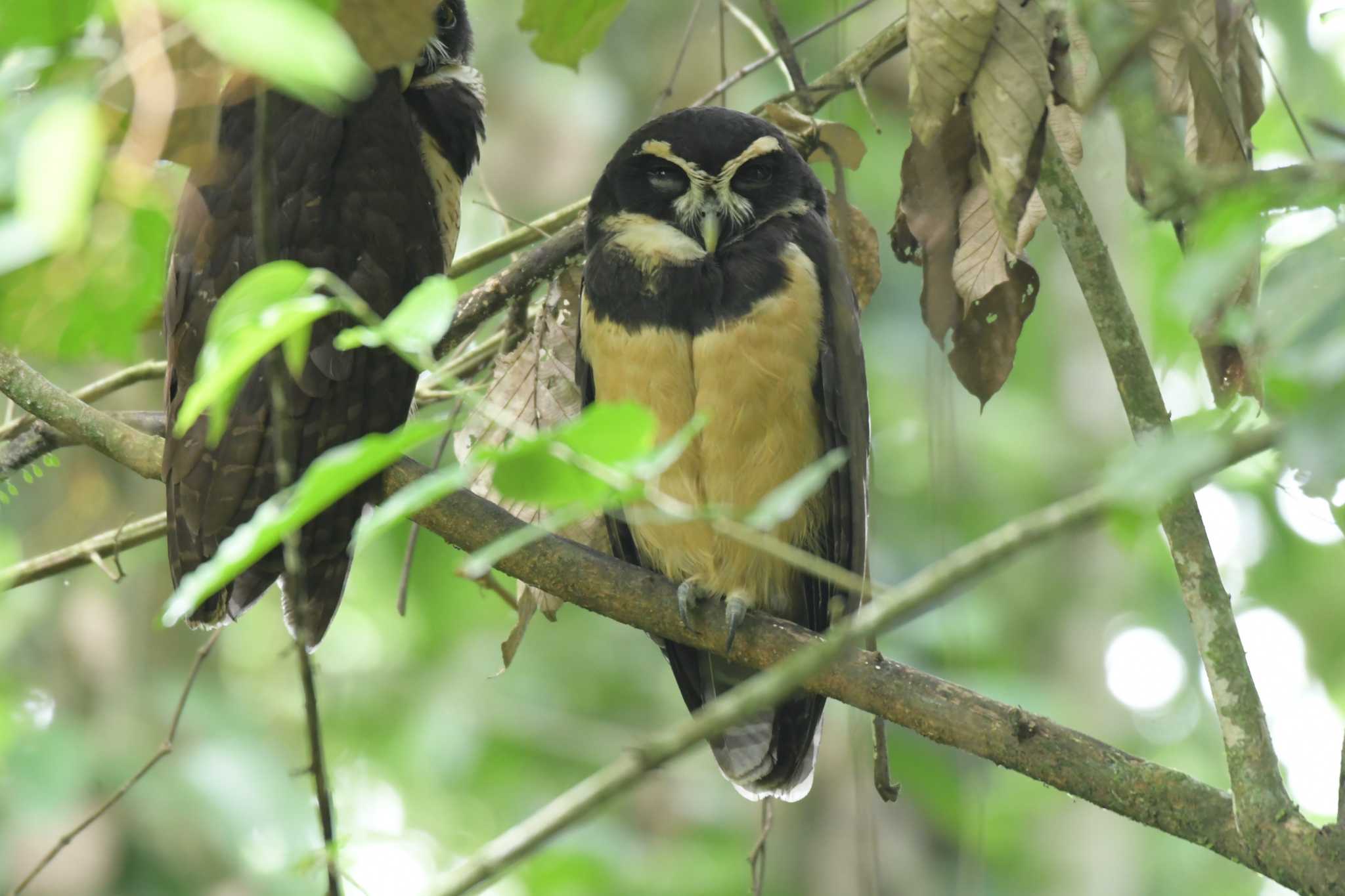 Spectacled Owl