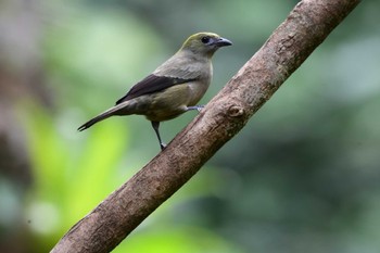 Palm Tanager コスタリカ Thu, 2/8/2024