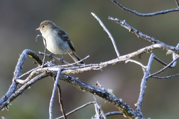 Chestnut-sided Warbler コスタリカ Sun, 2/11/2024