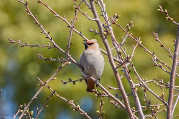 Bohemian Waxwing 川崎市高津区 Wed, 3/20/2024